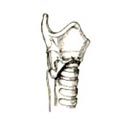 Anastomose (sutura) finalizada.